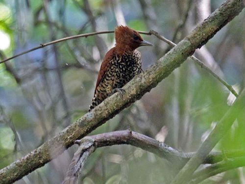 Cinnamon woodpecker